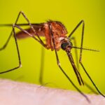 Confirman caso importado de malaria en Jalisco durante Mundial 2026