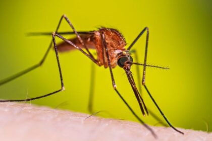 Confirman caso importado de malaria en Jalisco durante Mundial 2026