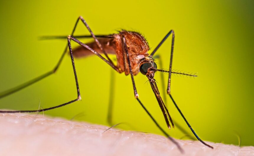 Confirman caso importado de malaria en Jalisco durante Mundial 2026