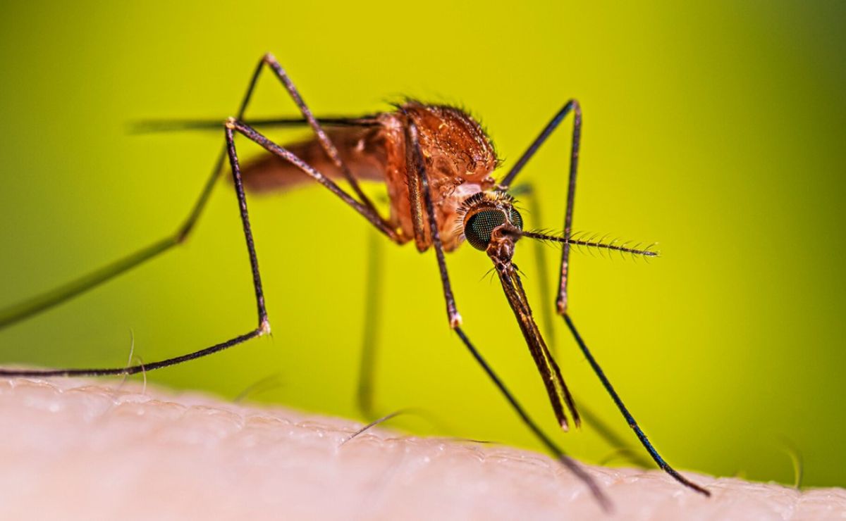 Confirman caso importado de malaria en Jalisco durante Mundial 2026