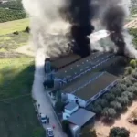 Rescatan a 3,300 cerdos en incendio de granja en Benaguasil