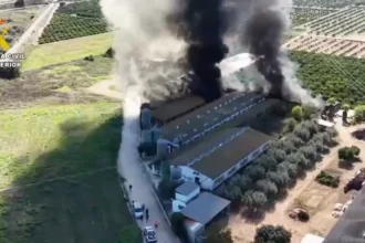 Rescatan a 3,300 cerdos en incendio de granja en Benaguasil