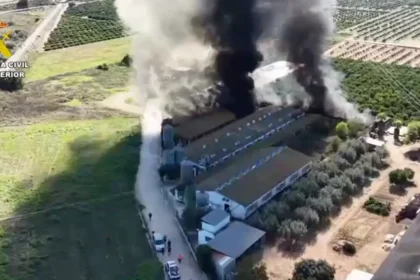 Rescatan a 3,300 cerdos en incendio de granja en Benaguasil
