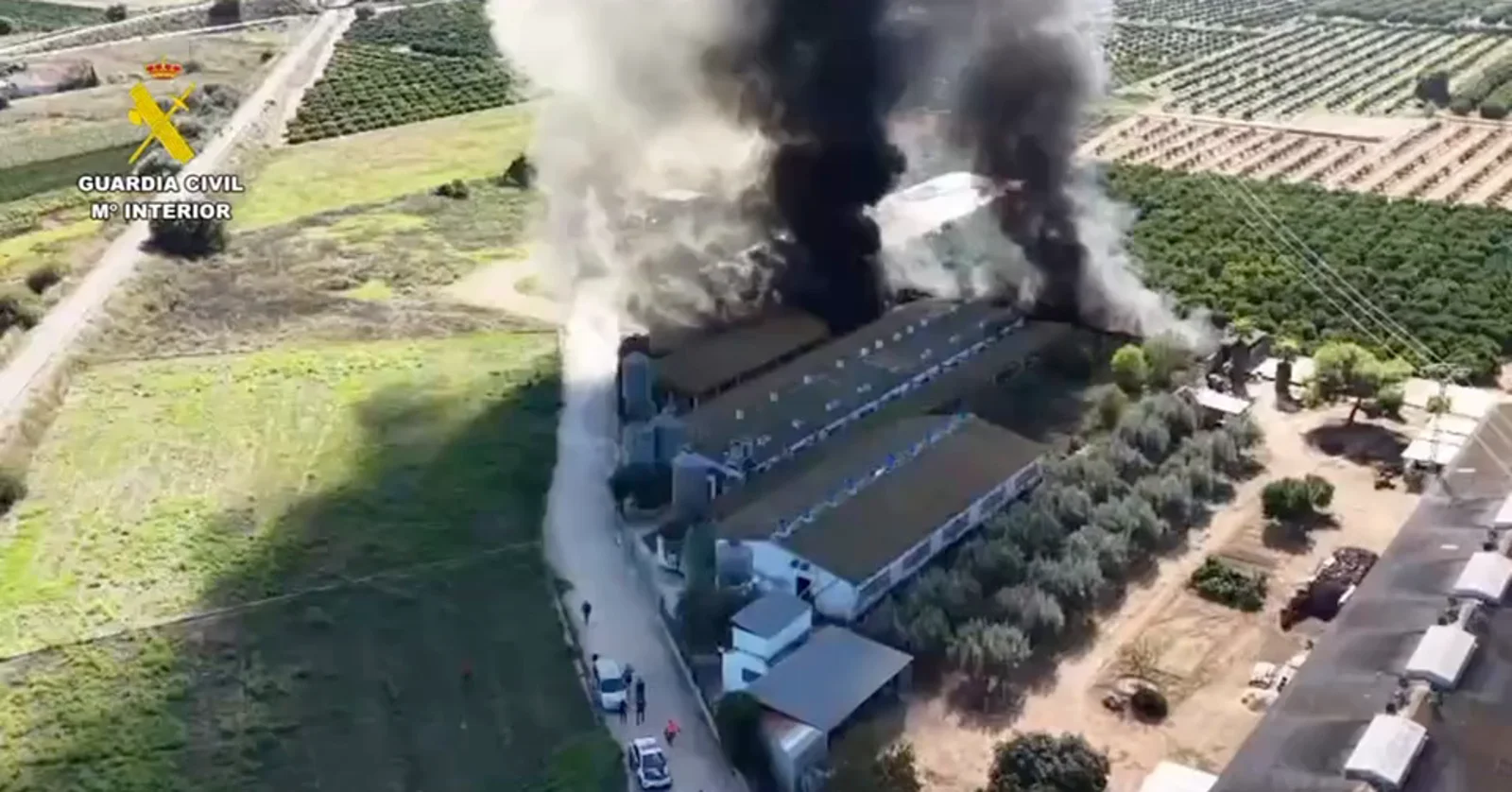 Rescatan a 3,300 cerdos en incendio de granja en Benaguasil
